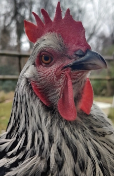Close-up portrait of one of my chickens