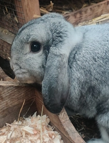 Close-up portrait of one of my rabbits